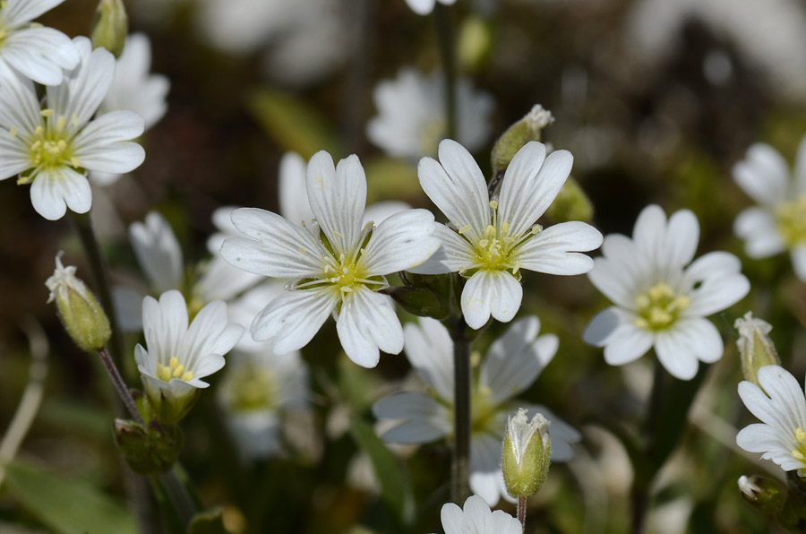 Cerastium sp.?